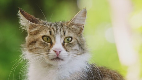 Cat cleaning its paw with a blurred background.