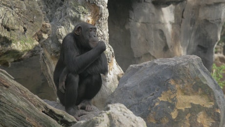 Chimp sitting on a stock.