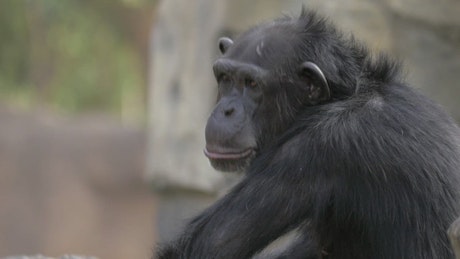 Chimpanzee opening their mouth.