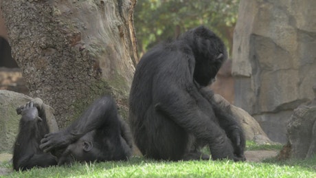Chimps resting in the shade.