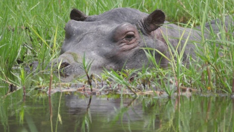 Closeup of a hippo sleeping in a swamp.