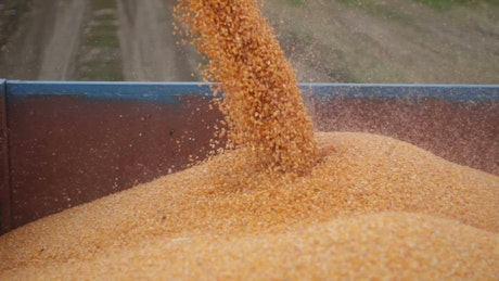 Combine Harvester unloading.