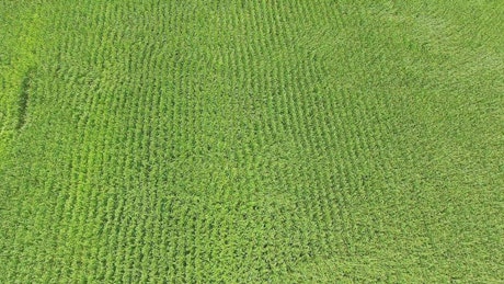 Corn fields on a sunny day moving with the wind.