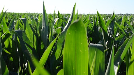 Corn growing in a field.