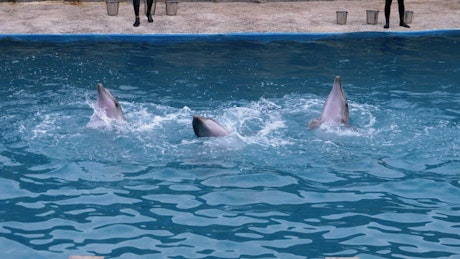 Dolphins performing tricks in the pool.