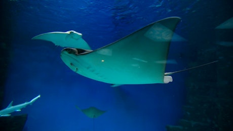 Eagle Ray Stingrays swim in saltwater aquarium.