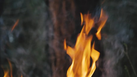 Fire in front of tree trunk.