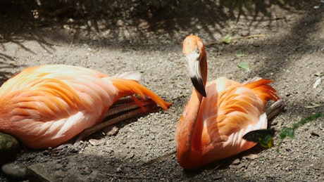 Flamingo birds resting on the ground.