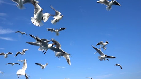 Flock of seagulls in the sky.