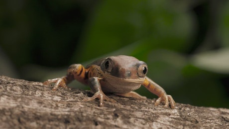 Frog breathing at nature.