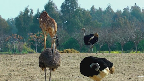 Giraffes and ostriches in the zoo.