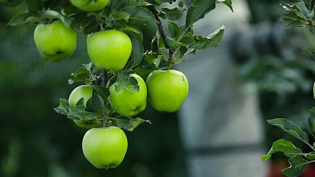 Green apples hanging on a tree.