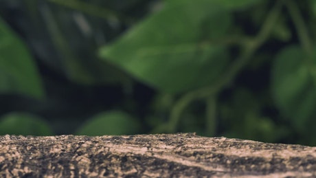 Green chameleon walking over a log.