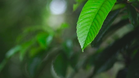 Green leaf of a tree wet from the rain.