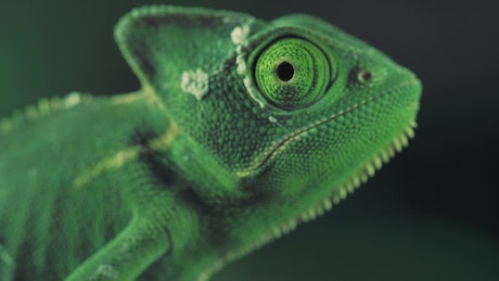 Green vailed chameleon seen from one side.