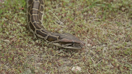 Head of a snake in the grass.