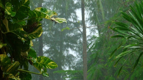 Heavy rain in slow motion on the tropical forest.