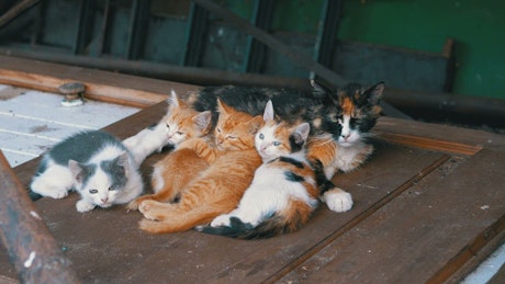 Homeless cats on a wooden door.