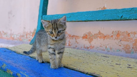 Homeless gray kitten is walking on the street.