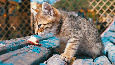 Homeless grey kitten eating in slow motion.