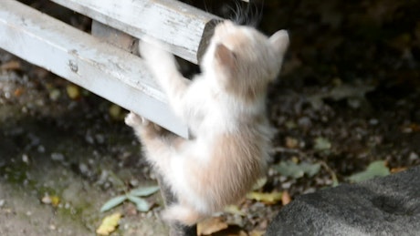 Kitten hiding outside.