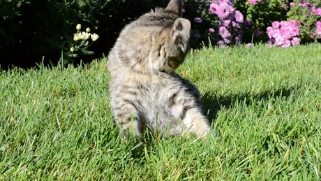 Kitten laying in a garden.