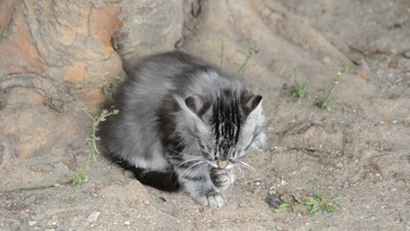 Kitten outside cleaning.