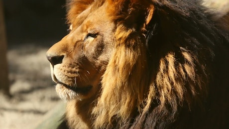 Lion head portrait in the sun.