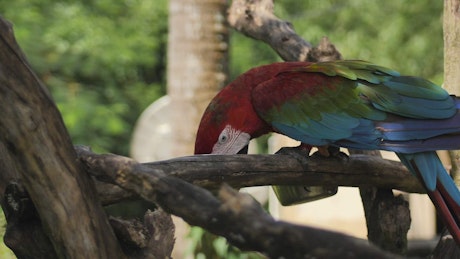 Macaw parrot feeding on a branch.