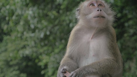 Monkey eaten candy taken from tourists.