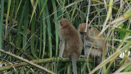 Monkeys grooming in the wild.