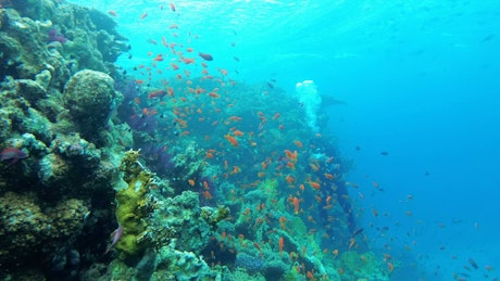 Multi colored fish in the reef with a diver.