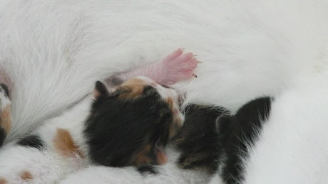 Newborn cats with their mother.