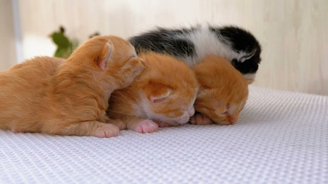 Newborn fluffy kittens.