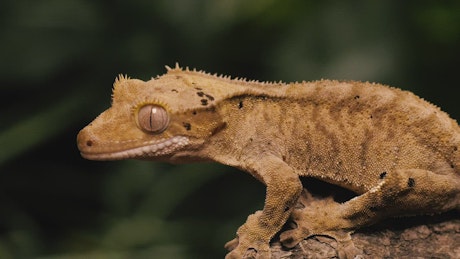 Orange Gecko on a tree trunk closeup shot.