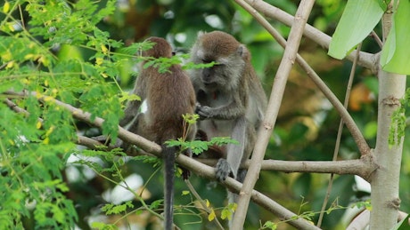 Pair of Monkeys in the wild.