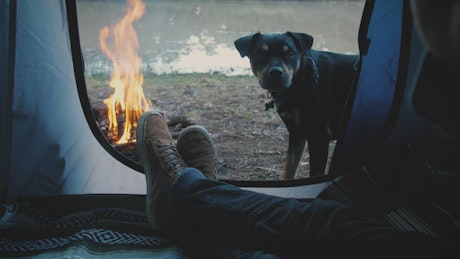 Person inside a tent with dog.