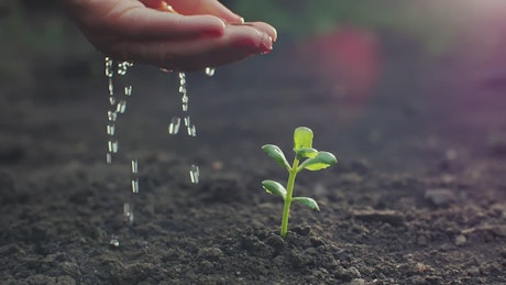 Person watering a small plant by hand.