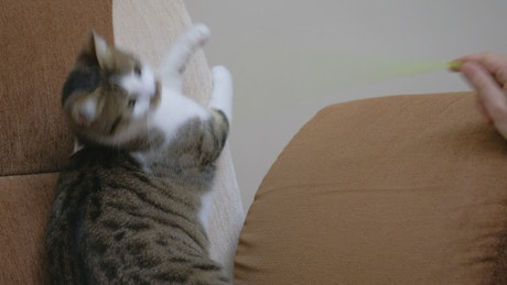 Pet owner playing with a cute cat.