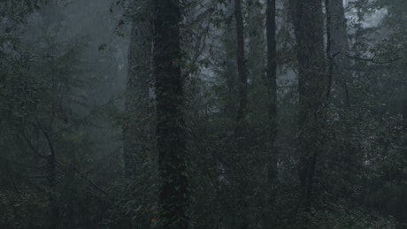 Raining in a cloud forest full of tall trees.