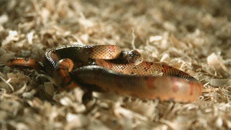 Red snake sticking out its tongue in slow motion.