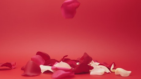 Rose Petals.