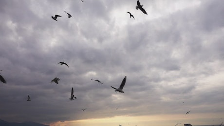 Seagulls flying over the sea before the storm.