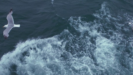 Seagulls flying over the sea, tracking shot.