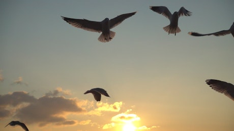 Seagulls flying over the sky at sunset.