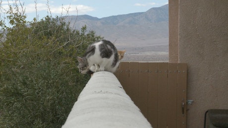 Silly cats standing on a balcony.