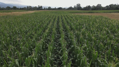 Slow air travel over a wide field of corn.