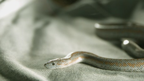 Snake over a fabric in slow-motion.