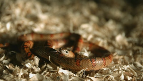 Snake with tongue out in a slow motion.