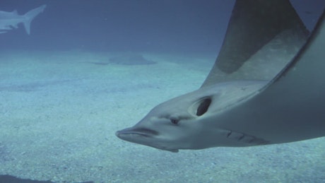 Stingrays and sharks swimming.